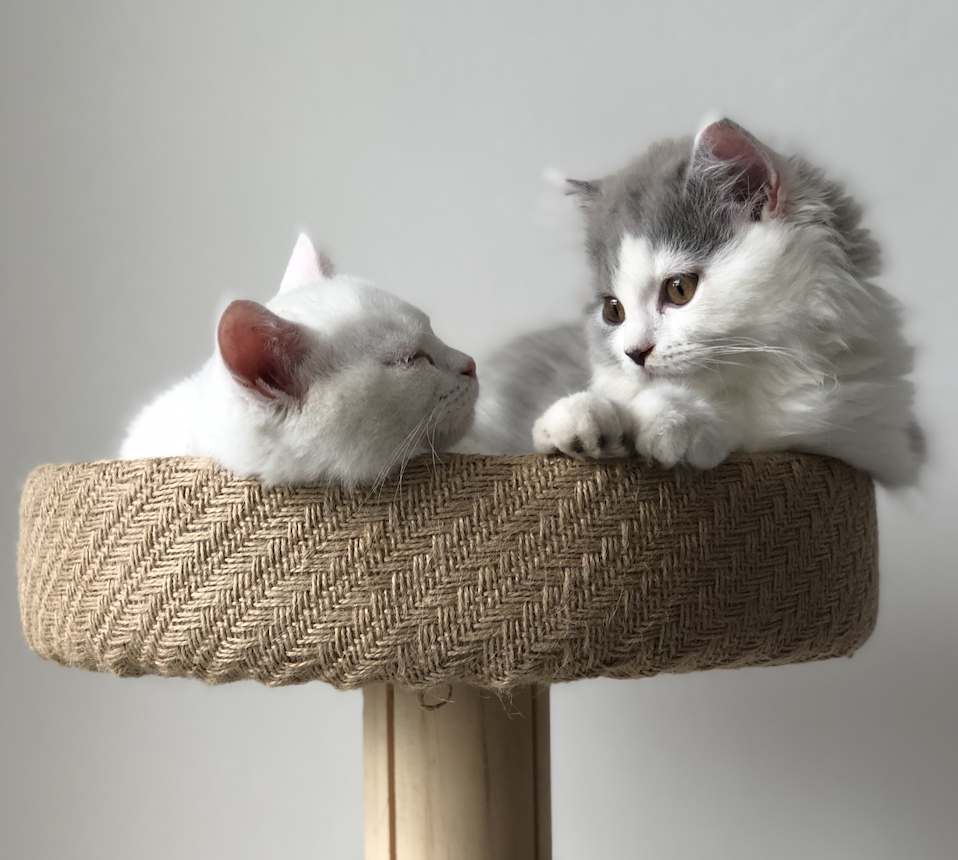 Two kittens, Donna and Harvey, on a yoga mat watching a laptop